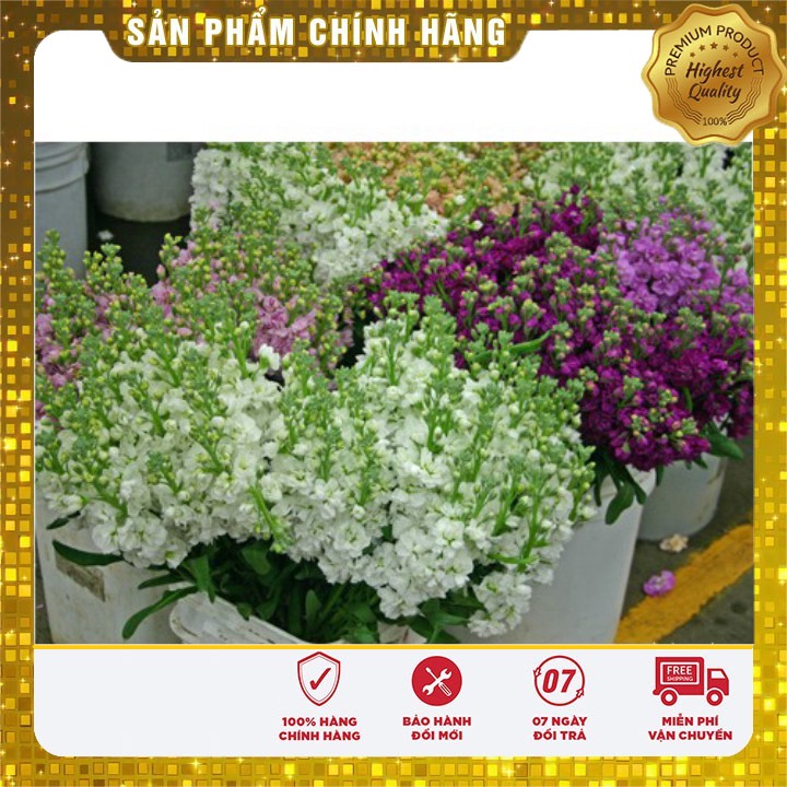 Hạt giống hoa Hoàng Anh nhiều màu(40-50hạt)