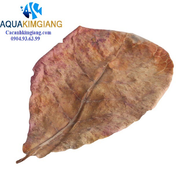 Lá Bàng khô giưỡng cá betta và cá cảnh - 2 lá