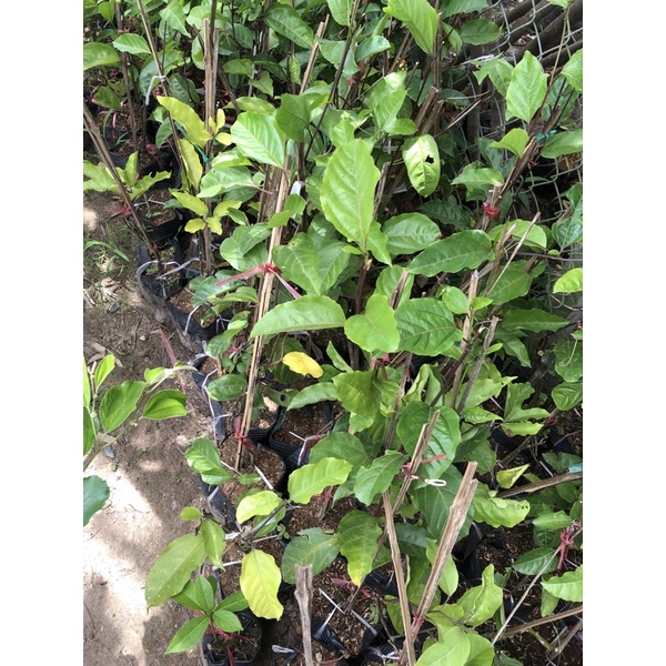 Chanh dây tím chậu 60cm