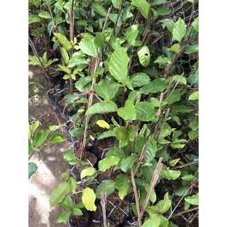 Chanh dây tím chậu 60cm