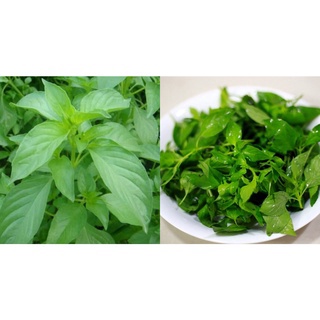 #Hạt_Giống_Lá_É F1 thu hoạch sau 2 tháng gieo hạt