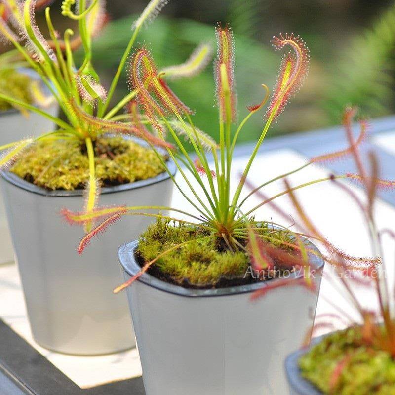 Cây bắt mồi gọng vó Drosera Capensis chuyên bắt côn trùng