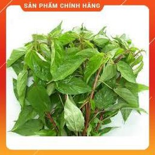 HẠT GIỐNG RAU ĐAY ĐỎ CAO SẢN.