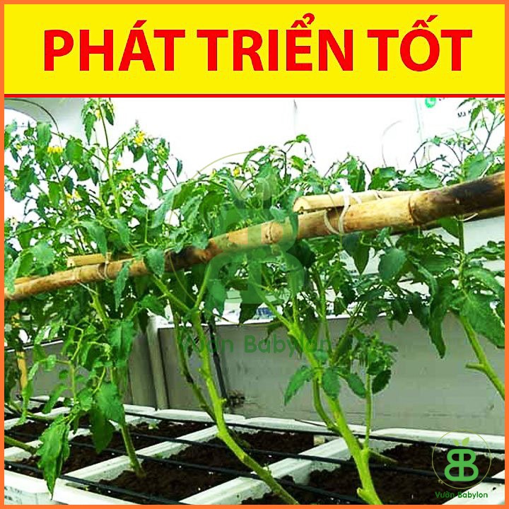 Hạt Giống Cà Chua Bi F1 Siêu Quả - Hạt Giống Cà Chua Dễ Trồng, Dinh Dưỡng Cao