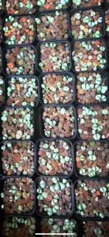SEN MÔNG ĐỦ MÀU - CHẬU >20CÂY
