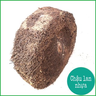 Rớn bảng tròn trồng lan 23cm