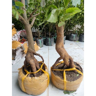 Gốc mai giảo thủ đức zin (gốc quái hình thú)