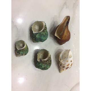 VỎ ỐC TRANG TRÍ CHO PET