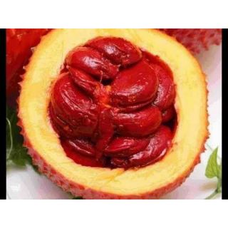 CÂY GIỐNG GẤC NẾP