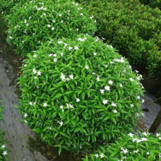 Cây Mai Tiểu Thư ( đã bật hỏa tốc )