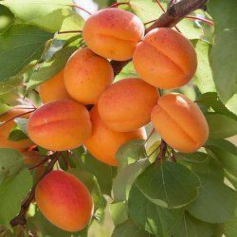 2 Cây Mận Vàng Giống