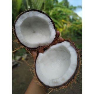 3 trái dừa khô