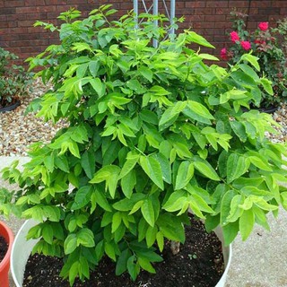 Hạt giống rau Ngót F1 (15 hạt)