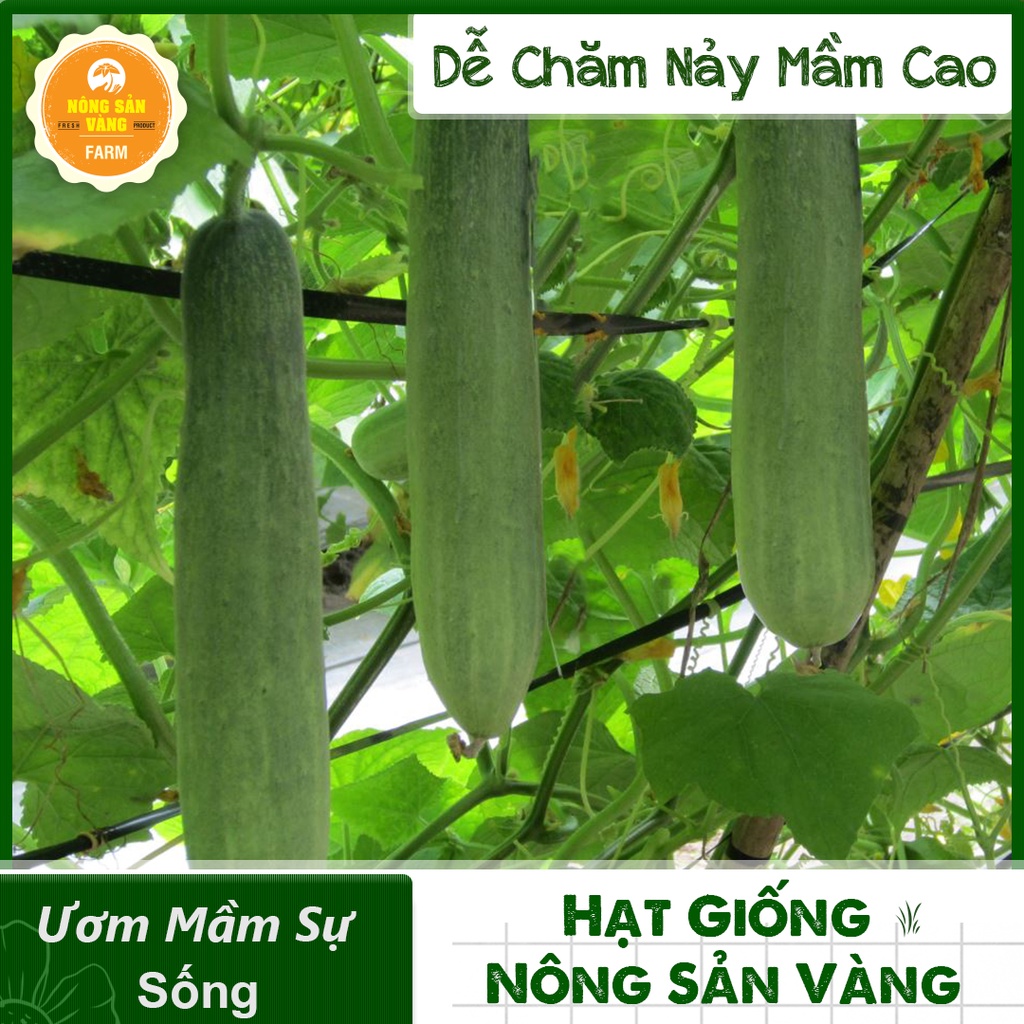 Hạt giống Dưa Leo ( Gói 25 hạt ) - Nông Sản Vàng