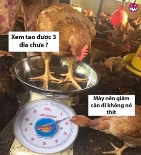 Chè cỏ nghệ an lợi sữa
