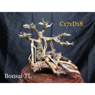 Cây bonsai cho hồ cá C17xD18