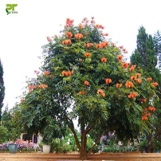 CÂY GIỐNG CÂY SÒ ĐO CAM (hoa phượng lửa)