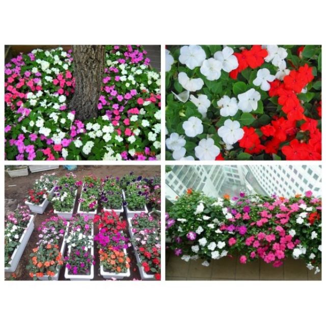 Hạt giống hoa Ngọc thảo đơn mix