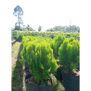 Cây Trắc Bách Diệp