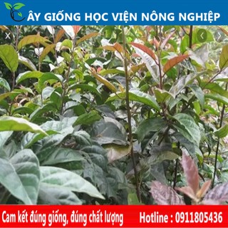 cây xạ đen giống chuẩn