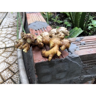 Củ gừng tươi 500g(ở nhà bán  hết  rồi  ạ)
