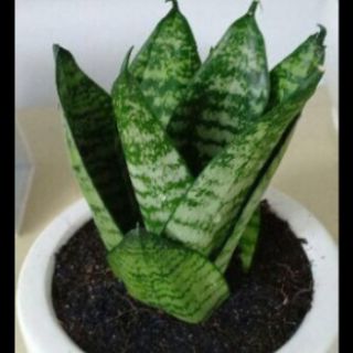 lưỡi hổ lùn(lưỡi mèo)