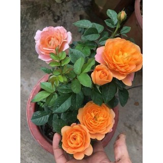 CÂY HOA HỒNG BẦU ĐẤT NHIỀU MÀU