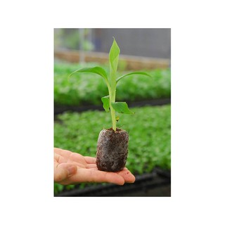 100 VIÊN NÉN ƯƠM HẠT (100 VIÊN)