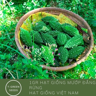 Hạt giống khổ qua rừng Việt Nam