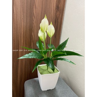 cây lan ý 50cm - cây giả decor