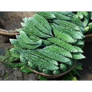 Hạt giống mướp đắng da cóc 1gr