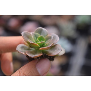 sen đá nhật nguyệt mini 2-4cm