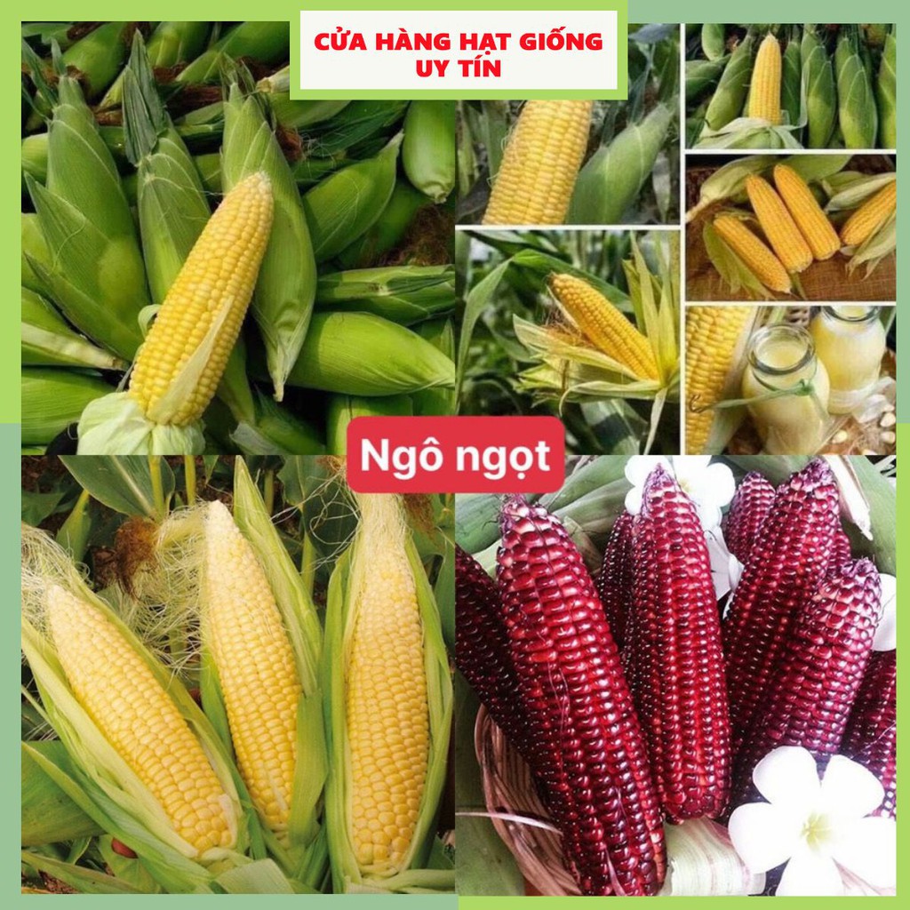 Hạt giống bắp mỹ ngọt dễ trồng năng suất cao thơm ngon kháng bệnh tốt gói 30 hạt nhà cửa và đời sống cửa hàng hạt giống