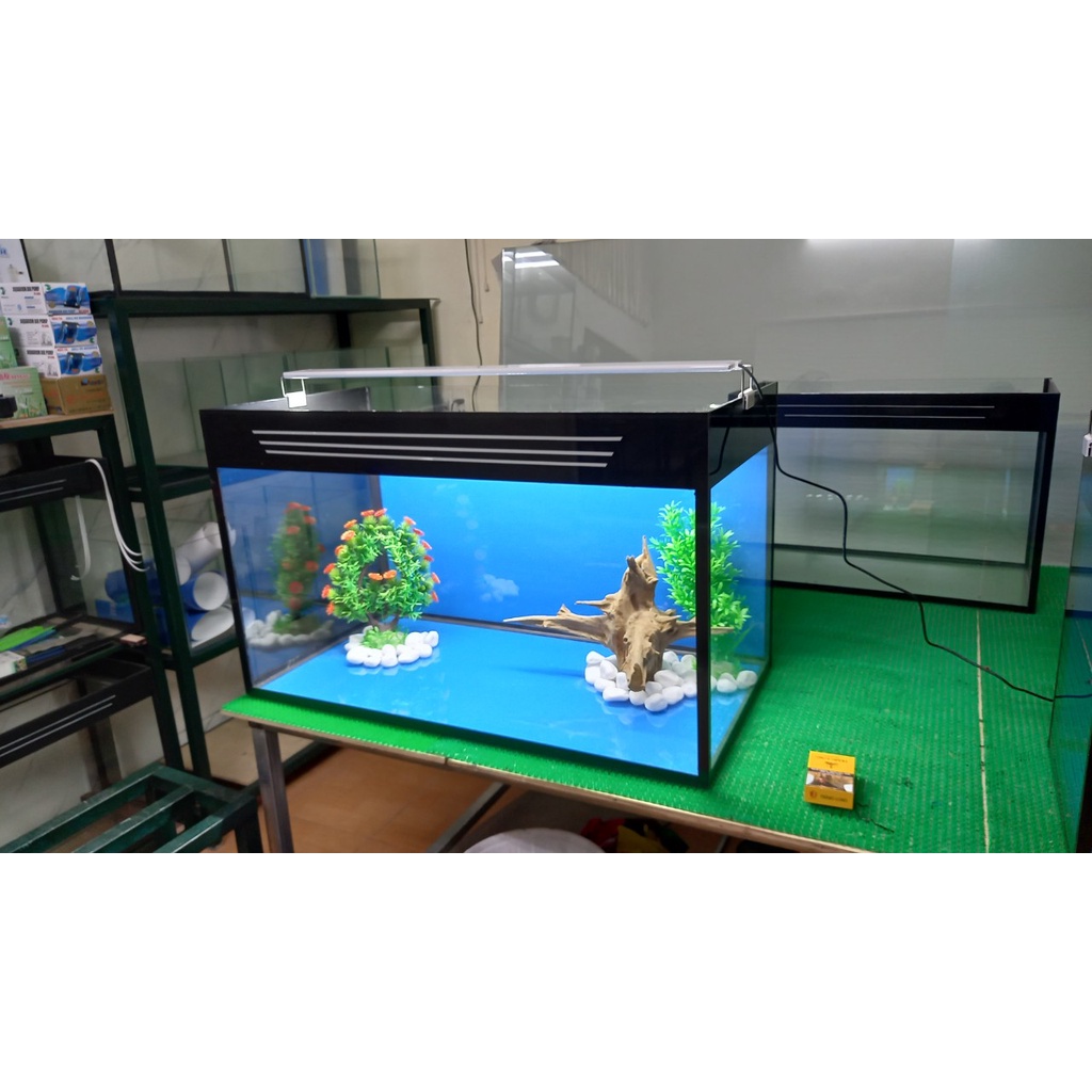 Bể Cá