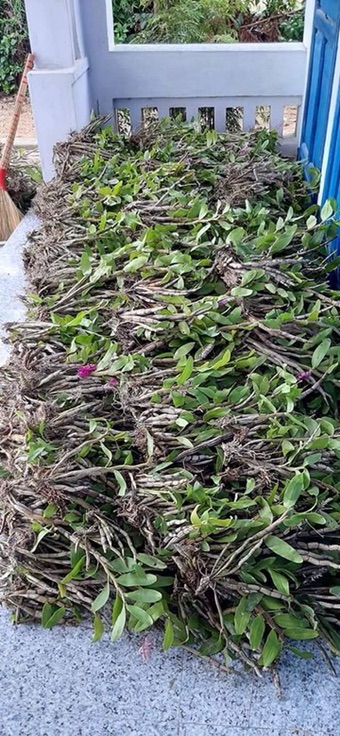 1 bụi Lan Báo Hỷ