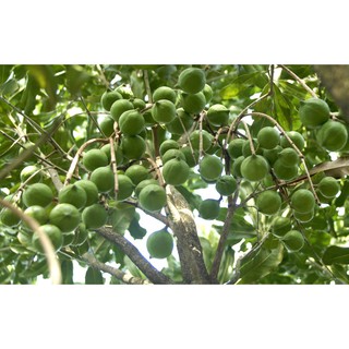 Cây giông Mắcca