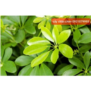 Cây chân chim phơi khô 1kg