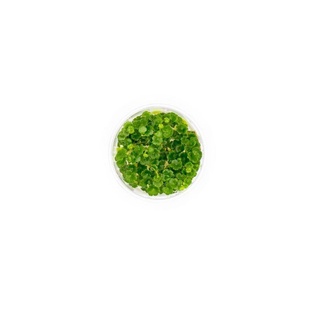 Hydrocotyle Sibthorpioides - Cây Rau Má Hương - Cây Thuỷ Sinh