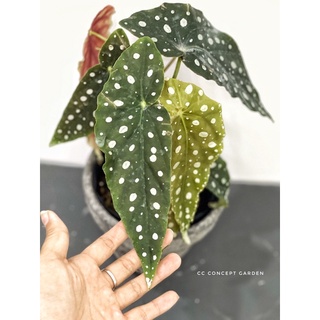 Cây Begonia Maculata