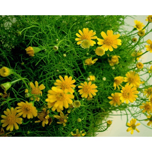 Shop 1k - 50h Hạt Giống Hoa Cúc Sao Băng USA   tặng kèm Thuốc kích mầm + 5 hạt hướng dương lùn siêu bông)