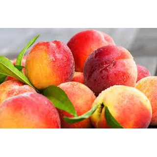 cây giống cây đào bát tiên (đào tiên quả đại)