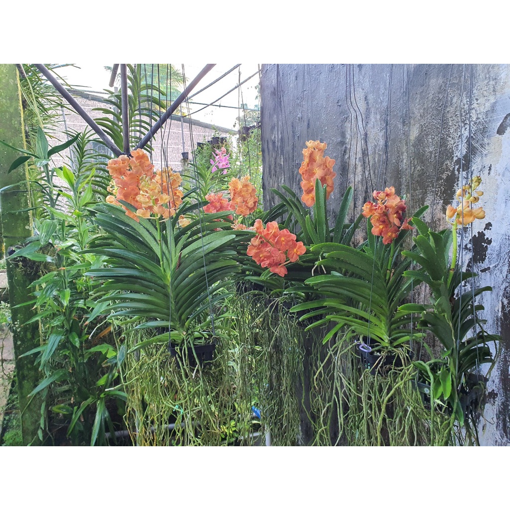 Hoa Lan Asco Cam - Vanda lai Ngọc Điểm Cực Siêng Hoa