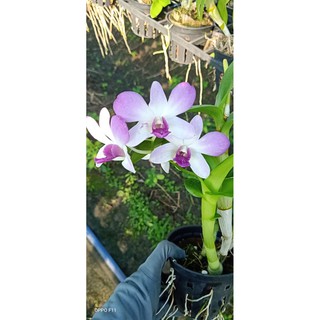 Chậu cây lan Dendro màu hồng pha trắng