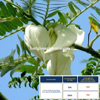 50H - HẠT GIỐNG CÂY SO ĐŨA