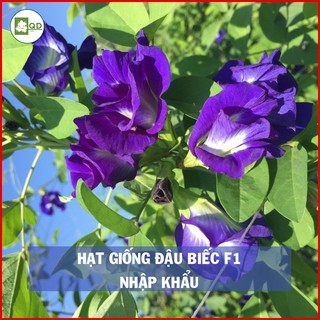 Hạt giống cây hoa đậu biếc hoa xanh tím giống nhập khẩu chất lượng tỉ lệ nảy mầm cao trồng leo tường hoặc giàn - QD31