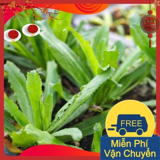 Combo 3 Gói Hạt Giống Ngò Gai (Mùi Tàu)