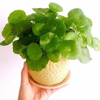 Hạt giống cỏ đồng tiền giá rẻ - ship toàn quốc