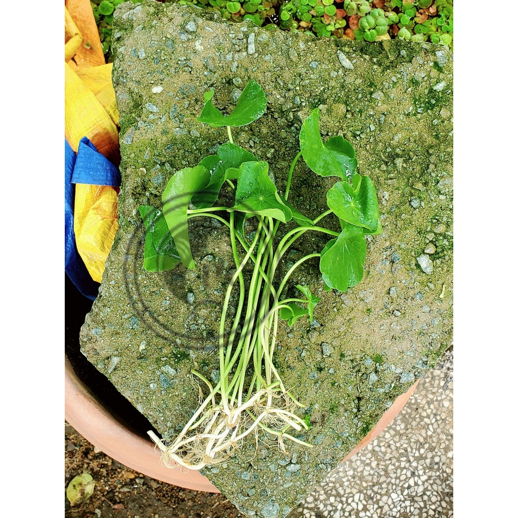 Cây thủy sinh Sen Dù trang trí hồ cá