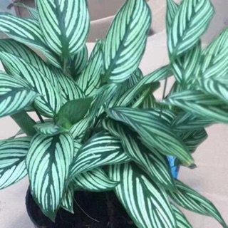 Cây đuôi công lá kẻ trắng cao 15cm