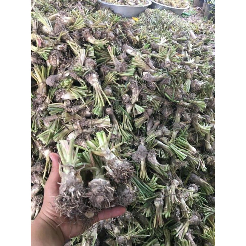 Củ Huệ ta trắng ( thơm )